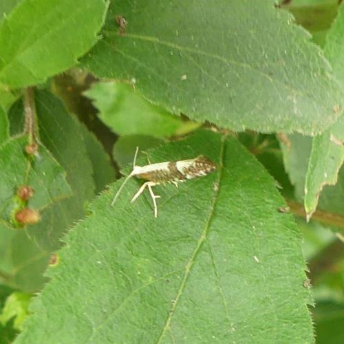 Argyresthia spinosella
